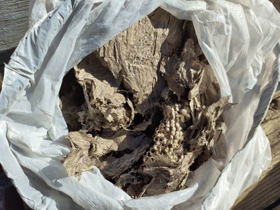 A removed wasp nest broken up inside a white plastic garbage bag, its layered paper envelope and combs showing