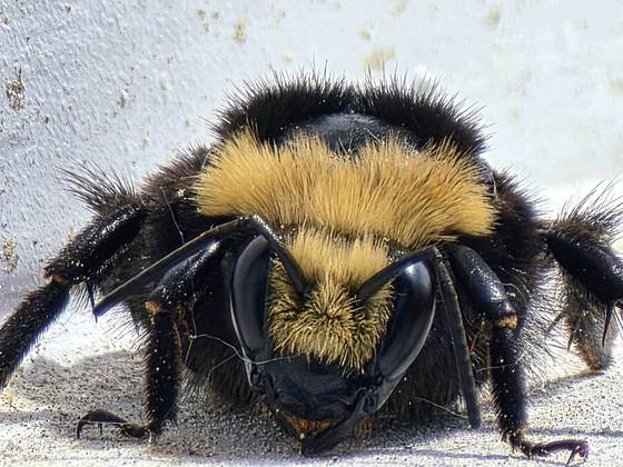 Macro photo of a bumblebee, a beneficial pollinator commonly seen around homes and gardens