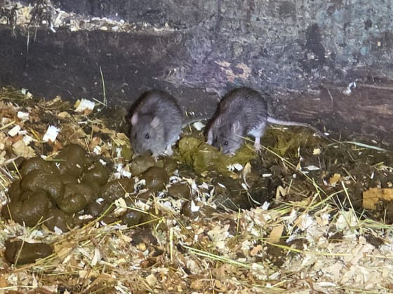 Two gray rats feeding on manure in the bedding of a horse stall against a concrete wall