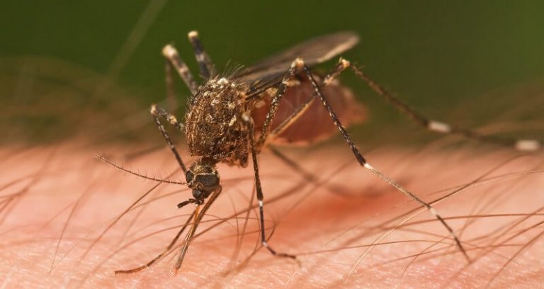 A mosquito biting human skin, a pest that Sasquatch Pest Control helps control in Whatcom County.