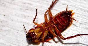 A close-up of a cockroach, a pest that Sasquatch Pest Control controls in Whatcom County.