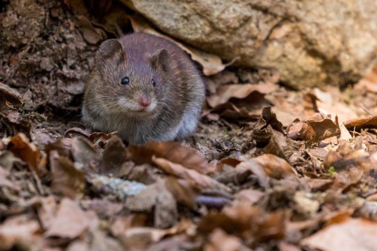 A house mouse, a common rodent Sasquatch Pest Control controls in Whatcom County.