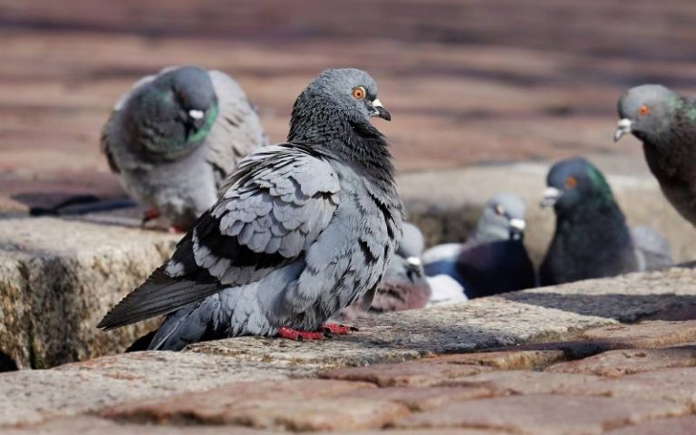 Pigeons perched on a ledge, pest birds that Sasquatch Pest Control helps deter and exclude.