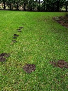 Mole Activity in yard in ferndale Washington before Mole trapping service