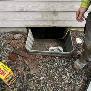 Before Rodent Exclusion services by Sasquatch pest control