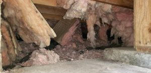 rodent damage to insulation in crawlspace found during rodent inspection