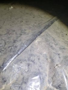 Rodent foot prints in dust of vapor barrier found during rodent inspection
