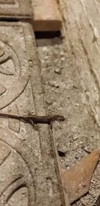 Nematode found during pest inspection in Lynden Washington