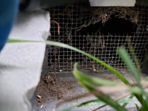 broken vents found during rodent inspection in fairhaven Washington