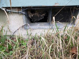 Broken Vent screen allowing rodent access to structure  found during house inspection