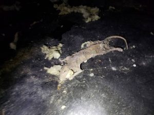 Dead rat found on HVAC during rodent control inspection in Custer Washington