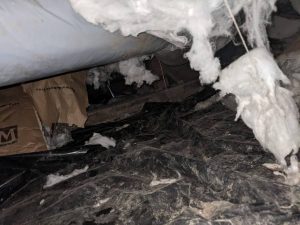 Rodent insulation damage in Lynden Wa found during rodent preventative inspection
