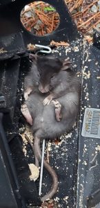 Dead rat in bait box after preventative rodent control service