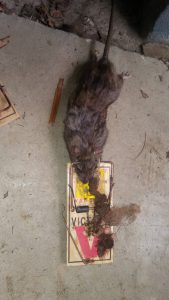 Dead Rat caught in Ferndale Washington during preventative rodent control service