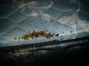 bed bug evidence found during preventative pest inspection in Bellingham Washington