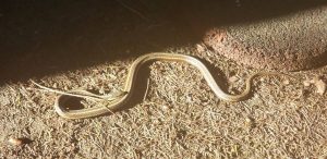 Gardner Snake sun bathing next to house in Custer Washington found during Pest control services