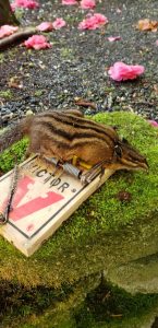 Chipmunk caught in crawlspace trap in Lynden Washington