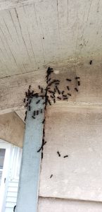 Carpenter Ants Swarming in Bellingham Washington in detached shed