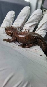 Brown Salamander Found in crawlspace during preventative rodent inspection in Ferndale Washington