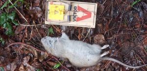 Dead rat next to Rat trap after pest control services