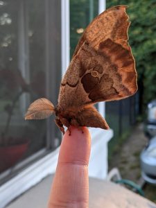 Moth on a finger in Blaine Washington