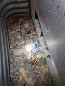 Dead mice in vent well in Ferndale Washington
