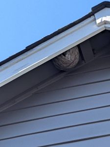Hornets nest hanging in house Eave Bellingham Washington
