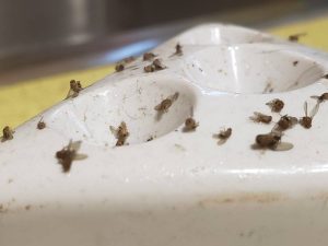 Dead fruit flies on Natural fruit fly trap