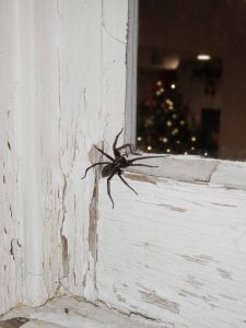 Spider in window trim