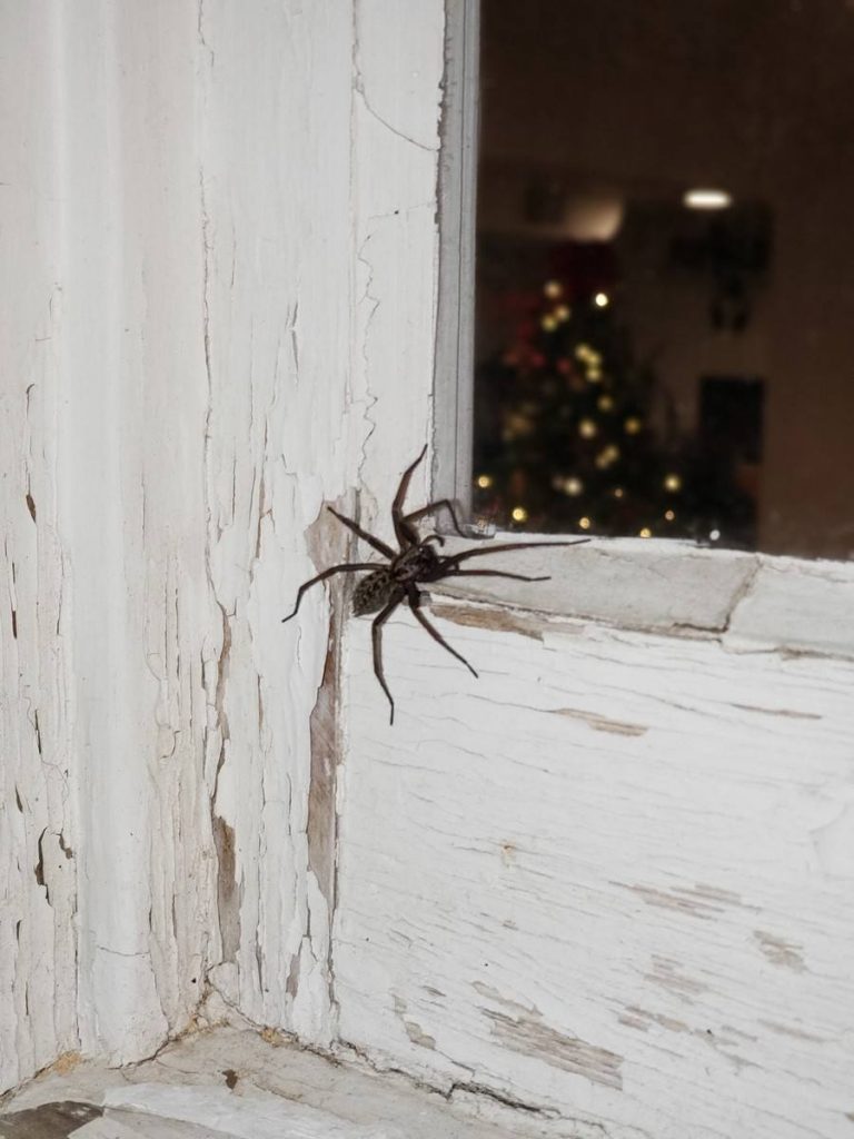 A spider on the white exterior wall beside a home's doorway, the kind of spider Sasquatch Pest Control treats in Whatcom County.
