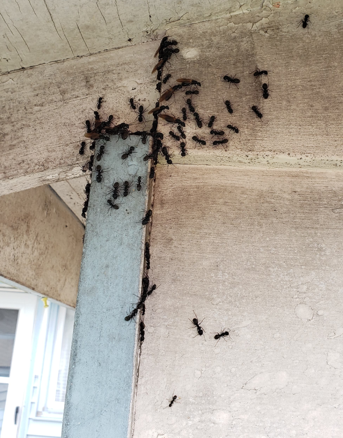 Ants swarming in shed eaves