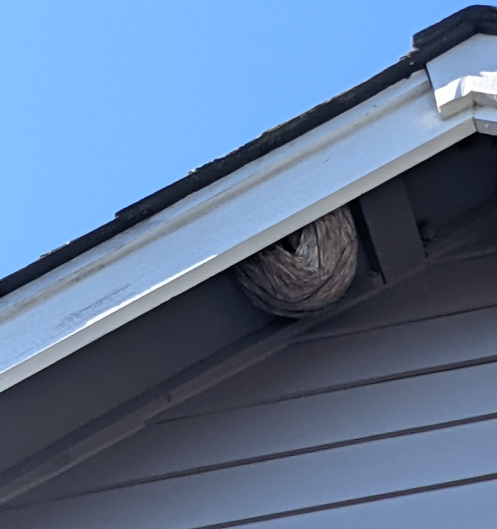 Hornets nest in eave of home