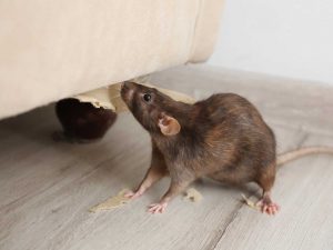 A rat on the floor beside a wall in a commercial building, the kind of rodent Sasquatch Pest Control controls in Whatcom County.