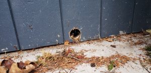 A rodent entry hole gnawed through siding, found by Sasquatch Pest Control.