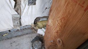 A pipe penetrating a foundation with a gap and insulation, a potential rodent entry point found by Sasquatch Pest Control.