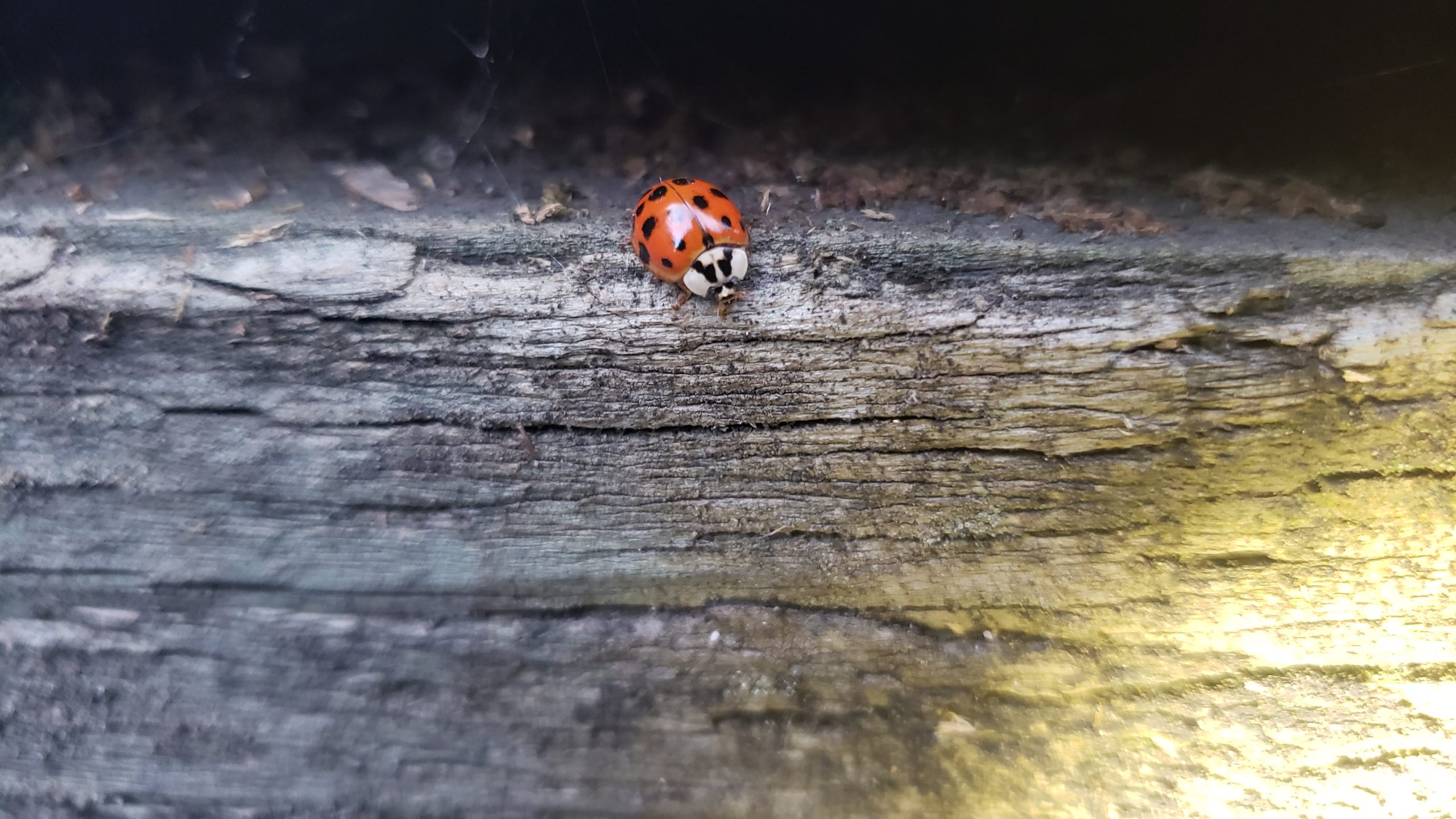 Asian Lady Beetle and Lady Bugs