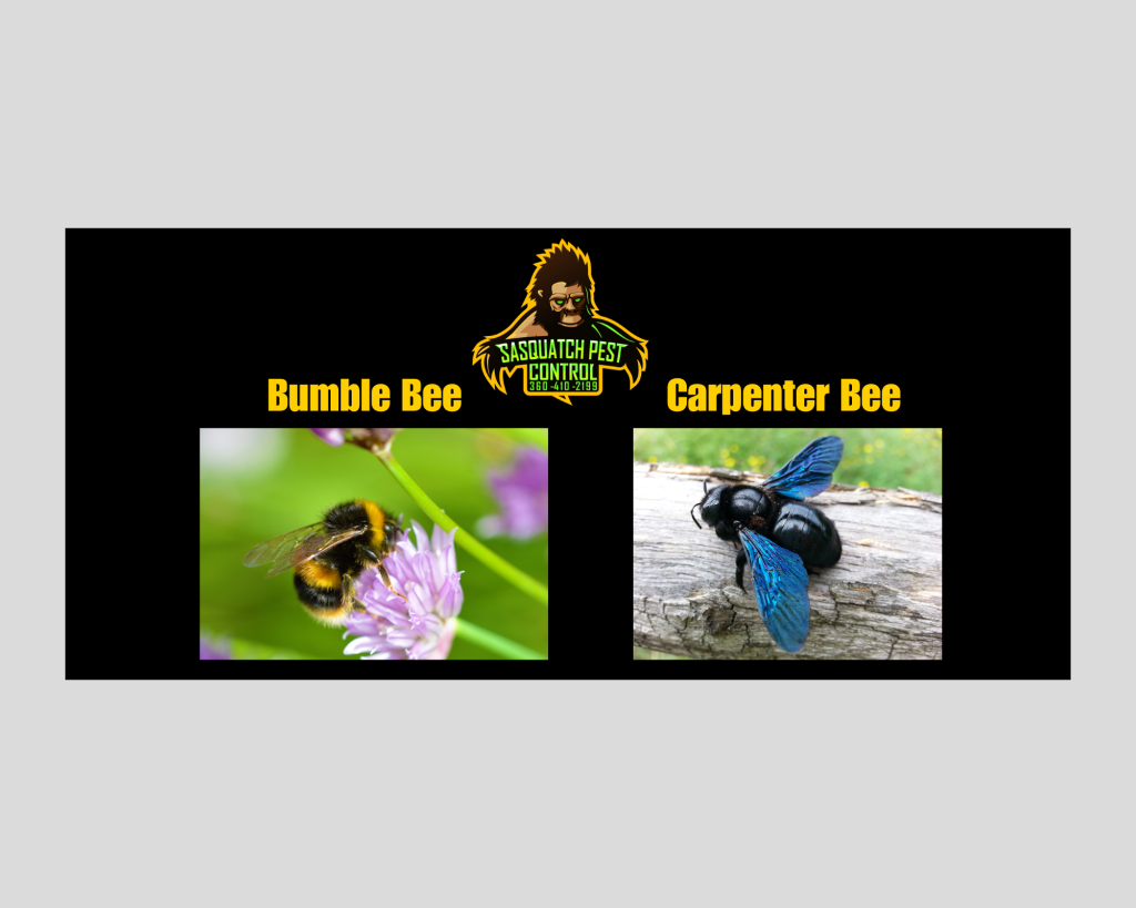 Know Your Bees: Distinguishing Carpenter Bees from Bumblebees ...