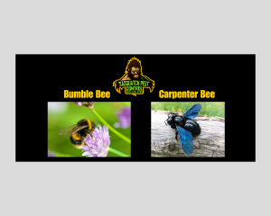 Carpenter Bee Vs Bumble Bee