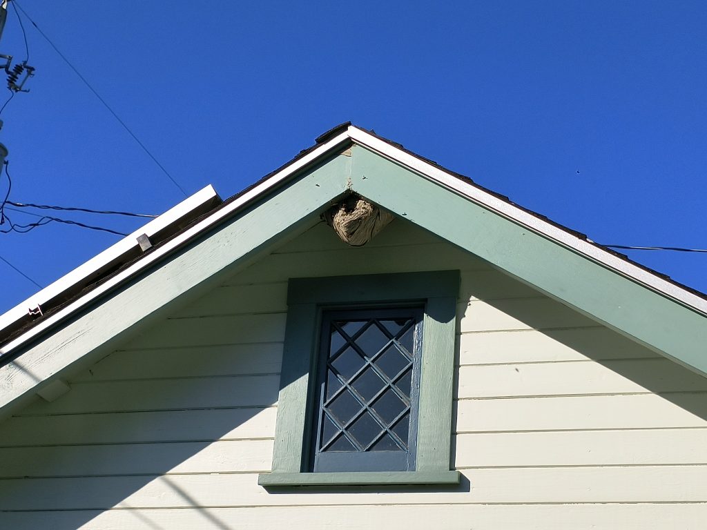 A paper wasp nest built under the gable peak of a home's roofline in Whatcom County, found by Sasquatch Pest Control.