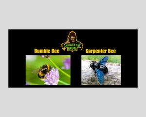 Educational graphic comparing bumble bees and carpenter bees