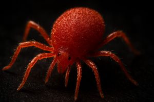 Macro photo of a red clover mite