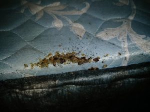 Bed bug activity and shed skins found in mattress seams during an inspection