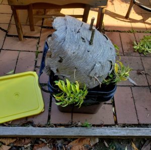A hornet nest removed from a property and placed in a collection bin