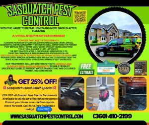 Sasquatch Pest Control ad about powder post beetle damage and treatment