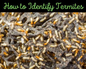 Close-up of termites on damaged wood found during an inspection